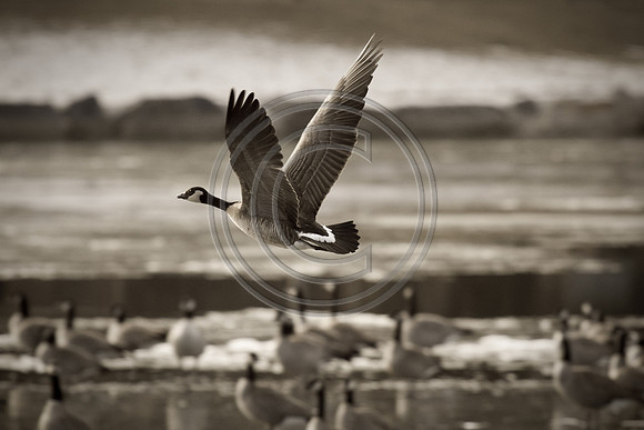 Philip_2010_1201-7613-2