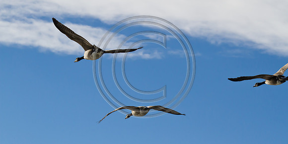Philip_2010_1201-7649
