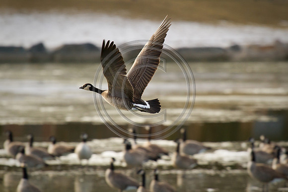 Philip_2010_1201-7613