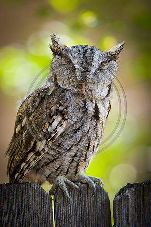 Eastern Screech-Owl