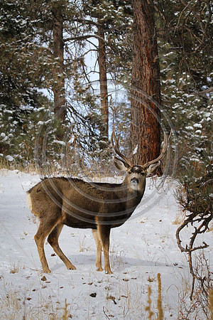 Philip_2011-0111-8913