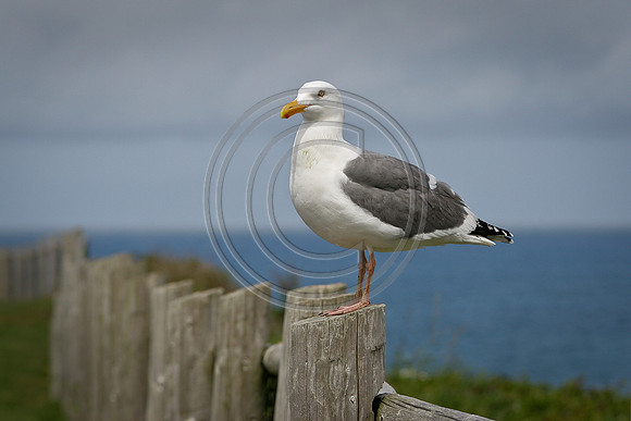 Seagull