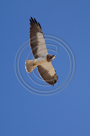 Philip_20110827-8726