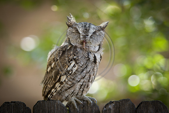 Eastern Screech-Owl
